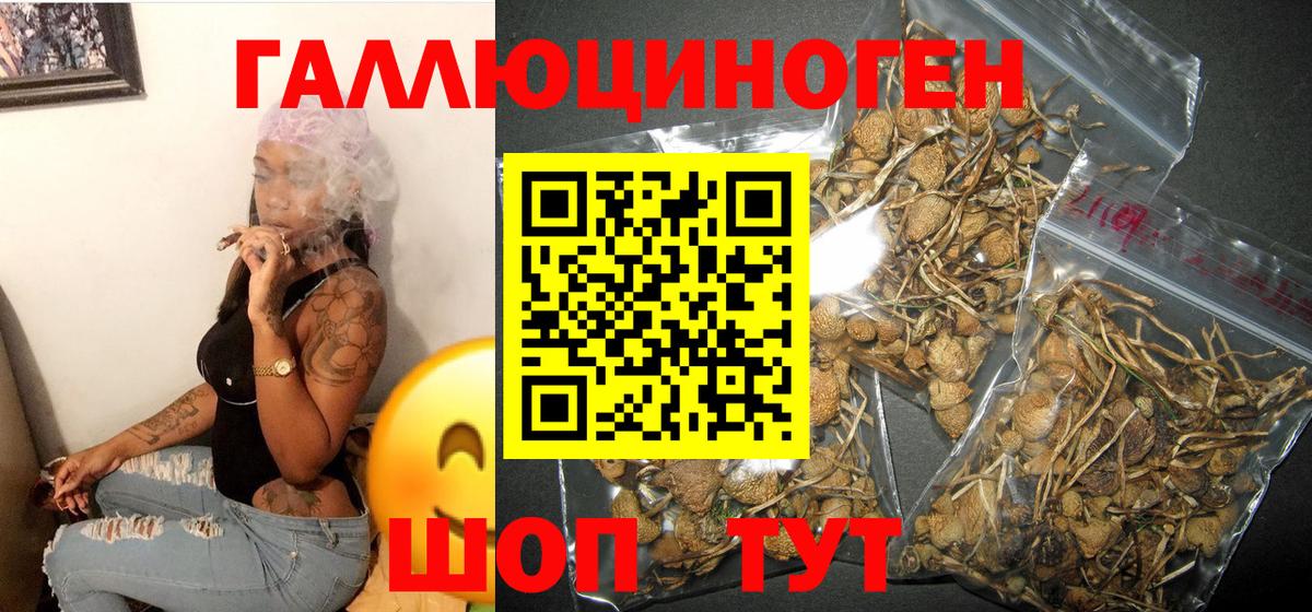 Галлюциногенные грибы Psilocybine cubensis Подольск